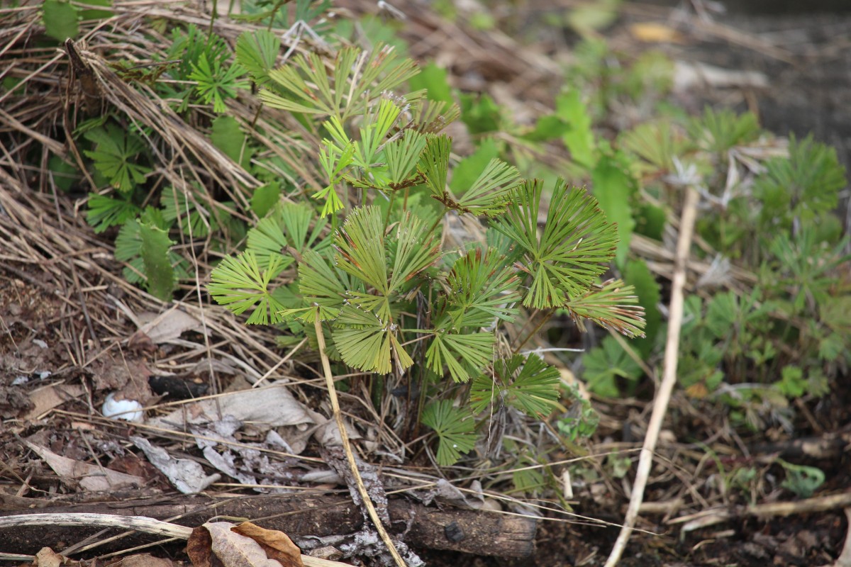 Actiniopteris radiata  (Sw.) Link